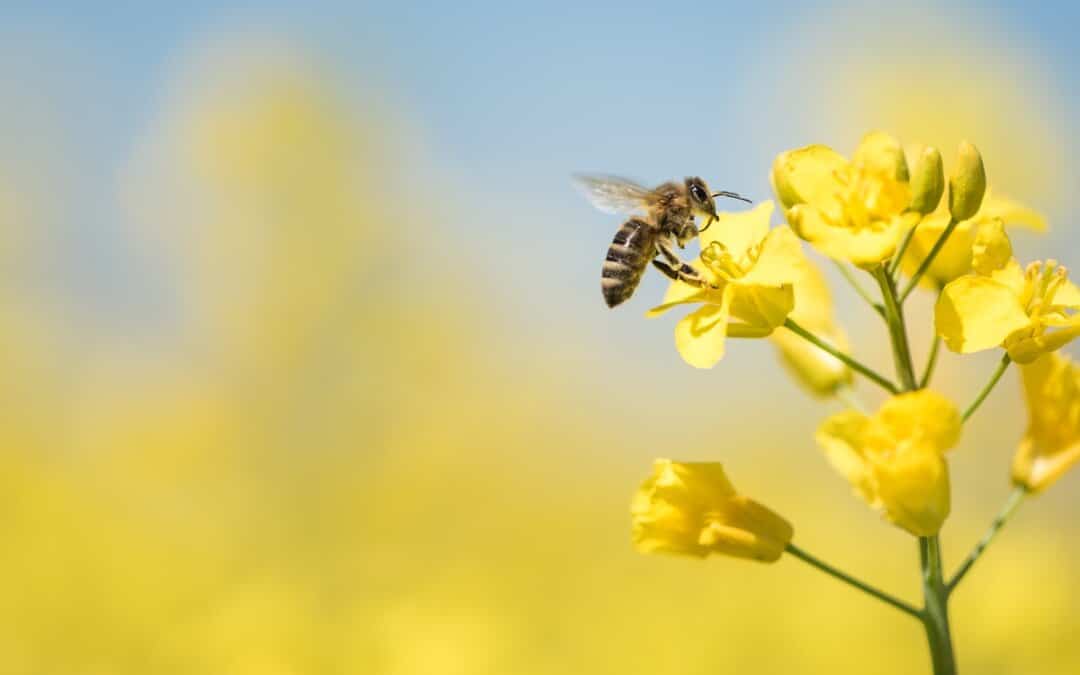 L’importance de l’abeille