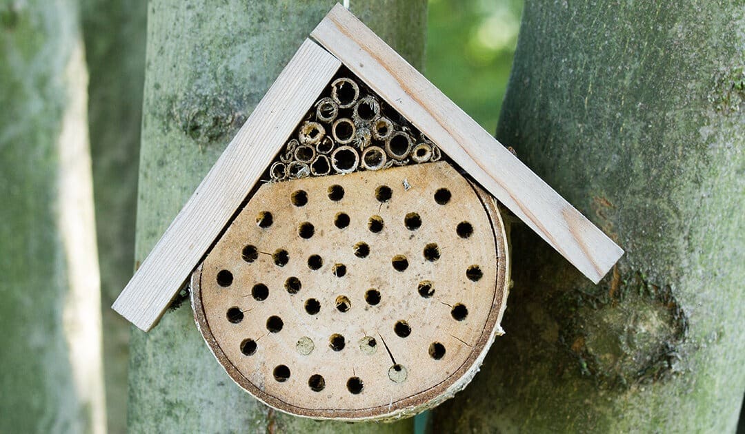 Un agréable hôtel pour les abeilles près de chez vous